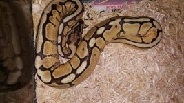 mojave spider ball python.jpg