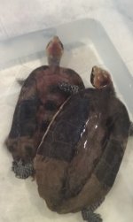 twistneck1.jpg