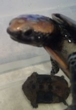 twistneck2.jpg
