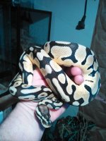 pastel in  hand.jpg