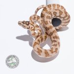 Caramel Jaguar het Axanthic male.jpg