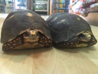 redfootpair1.jpg
