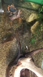 caiman1.jpg