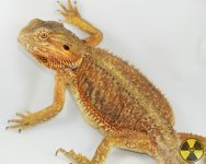 kaiju-6533.jpg