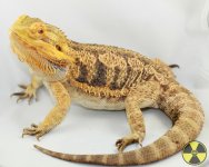 xerses-6517.jpg