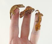 WSgeckos.jpg
