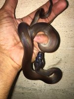 AlbertisiBlack01a.JPG
