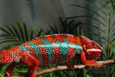 red primo 2.jpg