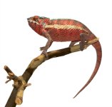 Ankaramy-Male-1-Canvas-Chameleons-3-Small.jpg Ankaramy-Male-1-Canvas-Chameleons-3-Small.jpg