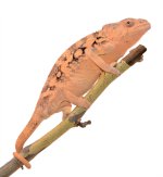 Ankaramy-Female-Canvas-Chameleons-1-Small.jpg Ankaramy-Female-Canvas-Chameleons-1-Small.jpg
