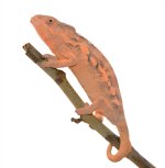 Ankaramy-Female-Canvas-Chameleons-2-Small.jpg Ankaramy-Female-Canvas-Chameleons-2-Small.jpg