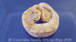 m- coral glow vailla 1.jpg