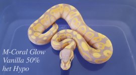 M-coral glow vanilla 2.jpg