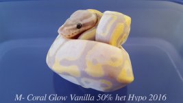 m-coral glow vanilla 4.jpg
