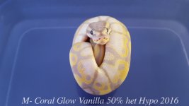 m-coral glow vanilla 3.jpg