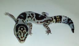 1 male whiteout 1.jpg