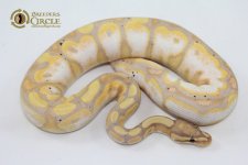15BananaCalicoM3-400g.jpg