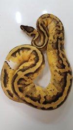 pastel pied.jpg