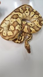 lesser pastel.jpg