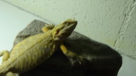DSC00345.jpg