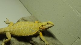 DSC00346.jpg