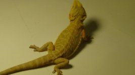 DSC00348.jpg