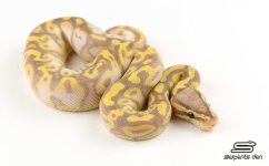 Banana-het-pied-2016m.jpg