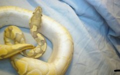 Titania's scutes (bitten wrist = blurry photo).jpg