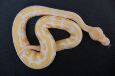 Albino Ball1.jpg