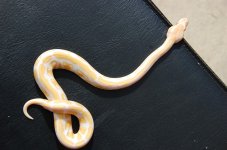 Albino Ball2.jpg