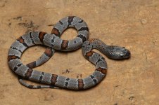 IMG_0698.jpg