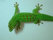 gecko3.jpg