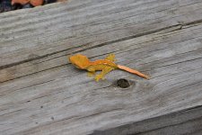 DSC_0002.jpg