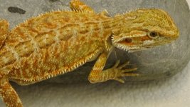DSC00612.jpg