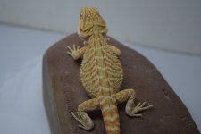 Hypo Het Trans Female.jpg