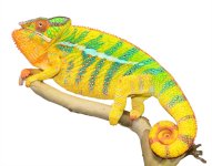 Bolt - Ambilobe Sire - Canvas Chameleons - Small (3).jpg Bolt - Ambilobe Sire - Canvas Chameleons - Small (3).jpg
