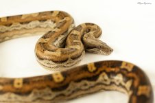 Aztec Motley Het Albino.jpg