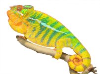 Bolt - Ambilobe Sire - Canvas Chameleons - Small (4).jpg Bolt - Ambilobe Sire - Canvas Chameleons - Small (4).jpg