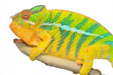 Bolt - Ambilobe Sire - Canvas Chameleons - Small (2).jpg Bolt - Ambilobe Sire - Canvas Chameleons - Small (2).jpg