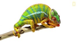 Canvas Chameleons - National Geographic - Bolt.jpg Canvas Chameleons - National Geographic - Bolt.jpg