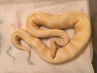 Albino Female.jpg