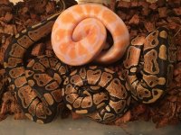 lavender albino.jpg