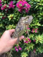 tobago cay male sale.jpg