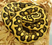 Gannicus 1-15-166.jpg