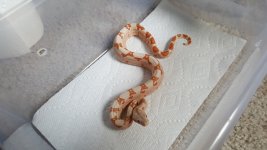 Jungle Sunglow Female.jpg