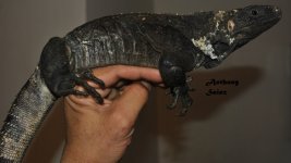 DSC_0164.jpg