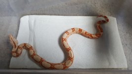 Sunglow het Anery 1.jpg