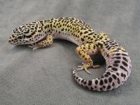 KBLeopardGecko.jpg