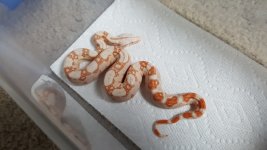 Albino het Anery 1.jpg