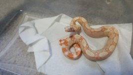 Albino het Anery 3.jpg
